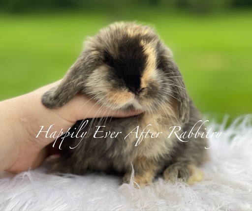 Local Joy: Adorable Rabbits for Sale Near Me – Find Your Furry Friend!