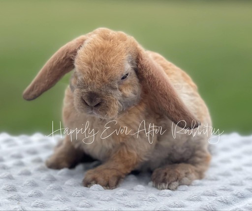 Local Mini Plush Lop Bunnies for Sale Near You