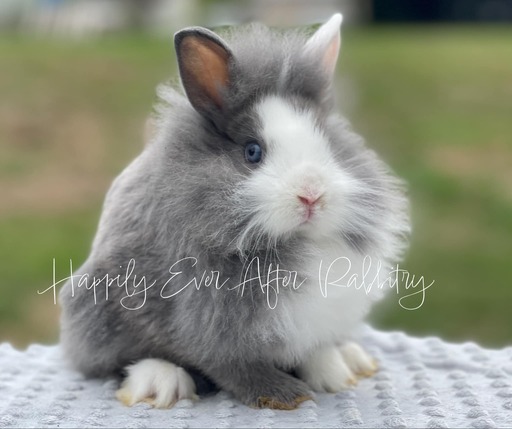 Adorable bunnies near me available for pets