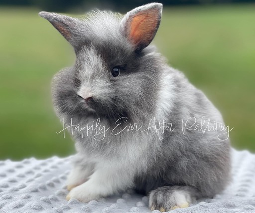 Adopt happiness - Find your ideal furry companion in our rabbits for sale