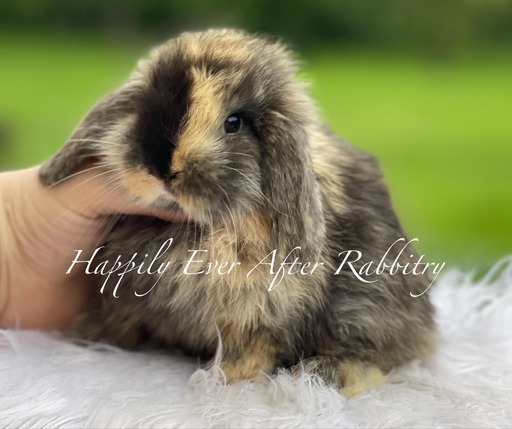 Local Joy: Adorable Rabbits for Sale Near Me – Find Your Furry Friend!