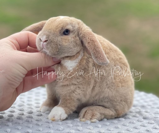 Adopt a Mini Plush Lop Bunny from Happily Ever Rabbitry - Conveniently Located in PA