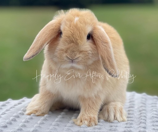 Vienna Marked Cream Holland Lops bunnies for sale