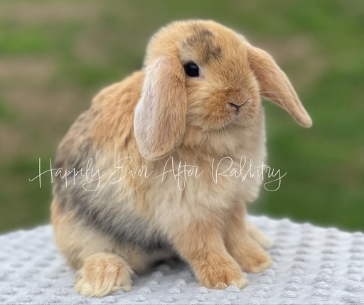 Furry bundles of joy looking for a home - Check out our rabbits for sale!