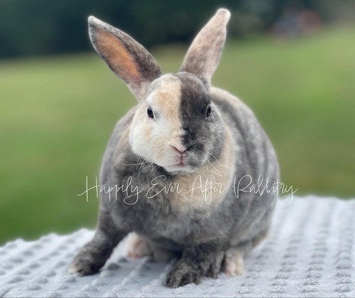 Adopt Your New Bunny Companion - Bunnies for Sale Near Me