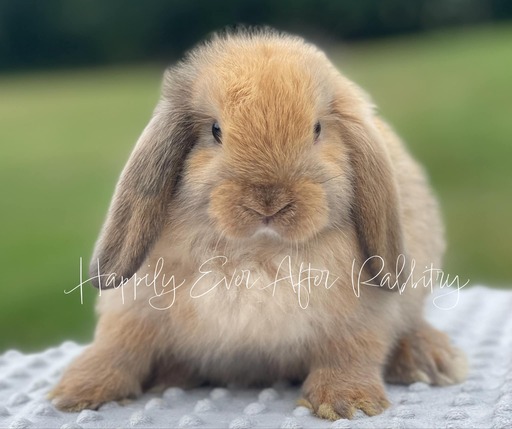 Check Out Our Holland Lops - Perfect Bunnies for Sale