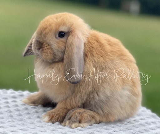 Find charming bunnies available for adoption nearby