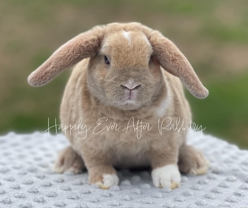 Adopt a Mini Plush Lop Bunny from Happily Ever Rabbitry - Conveniently Located in PA