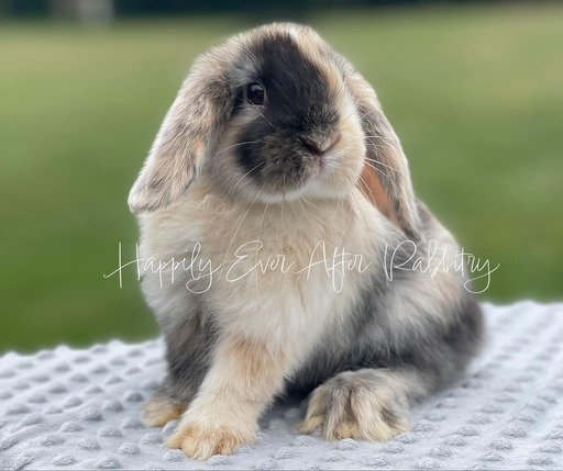 Adorable rabbits for sale near your location