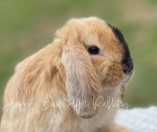 Cuddle-ready Holland Lop Bunny Seeking a Loving Family