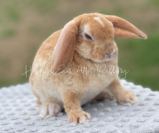 Explore our available Mini Plush Lops for adoption – irresistibly cute