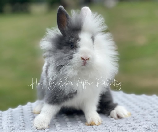 Cute bunnies near me for adoption