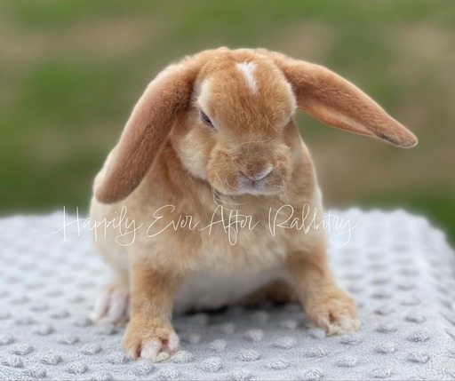 Explore our available Mini Plush Lops for adoption – irresistibly cute