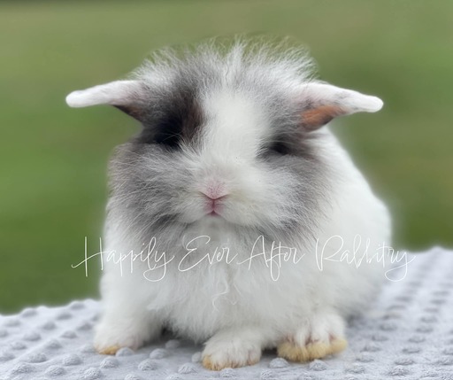 Unlock joy with our adorable rabbits for sale - Find your perfect match!