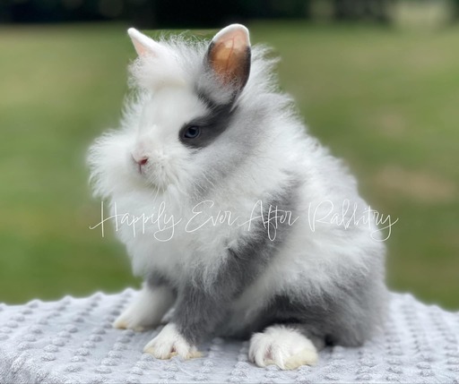 Cuteness alert! Explore the world of rabbits for sale and meet your new buddy!