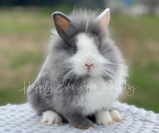 Adorable bunnies near me available for pets