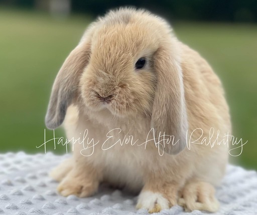 Holland Lop For Sale