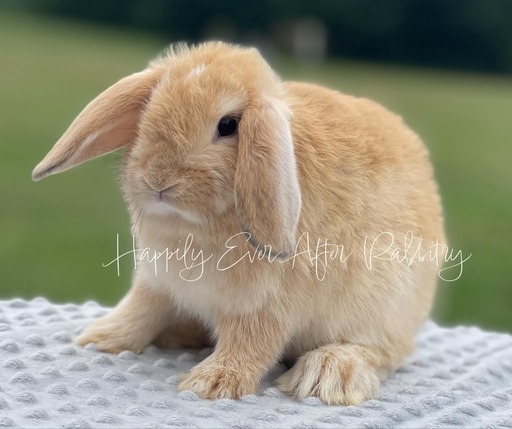 Vienna Marked Cream Holland Lops bunnies for sale