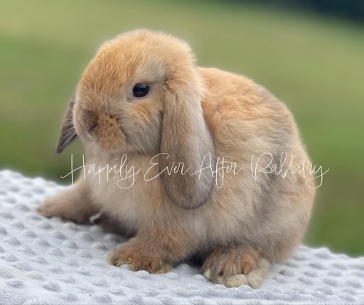 Check Out Our Holland Lops - Perfect Bunnies for Sale