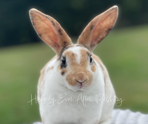 Explore Our Mini Rex Bunnies - Perfect Bunnies for Sale