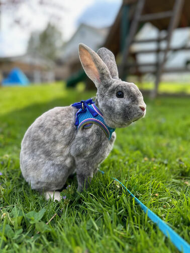 Discover bunnies for adoption - adopt a cute bunny today.