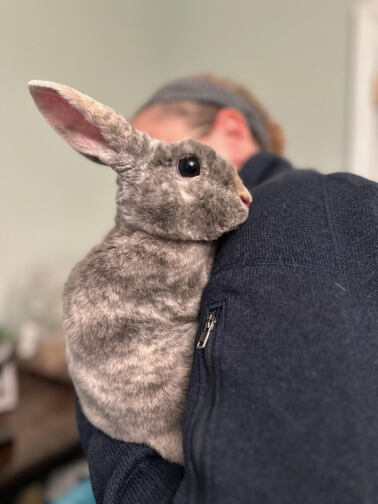 Explore bunnies for adoption near me - adopt a nearby bunny today.