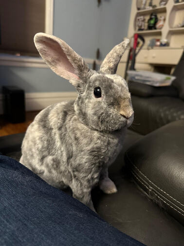 Bunnies available for adoption - find your new rabbit companion.