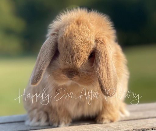 Mini Lop Bunnies Looking for Loving Homes