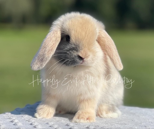 Local love in fur - Rabbits for sale near me, your cuddly pals are waiting!