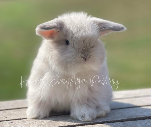 Explore nearby happiness - Find your adorable rabbits for sale today!