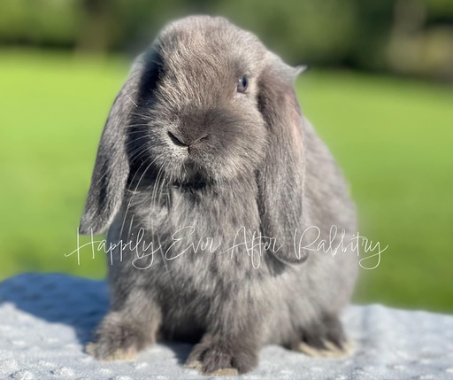 Find Your Perfect Bunny - Mini Lop for Adoption