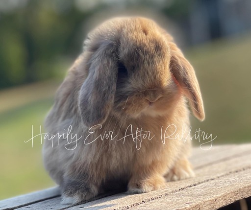 Local Mini Lop Bunnies for Sale Near You in PA, NJ, and NY