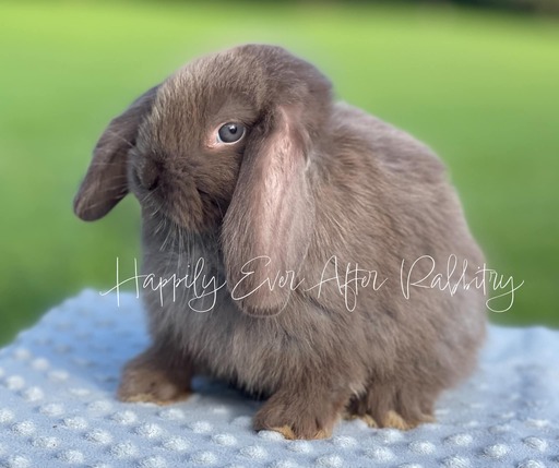 Adopt a Playful Mini Lop Bunny Today