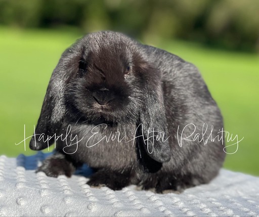 Mini Lop Bunnys - Your Perfect Companion Awaits