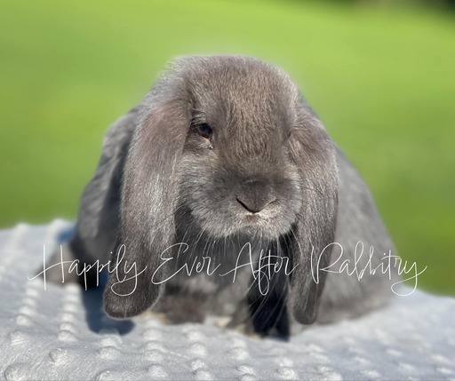 Local Bunnies for Adoption – Discover Joy with Rabbits for Sale Near Me!