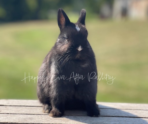 Cute Netherland Dwarf rabbit available for sale, known for its tiny size and playful nature. Perfect pet for families and rabbit enthusiasts.