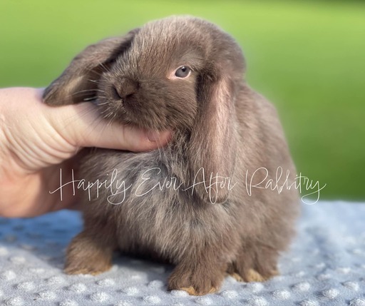 Adopt a Playful Mini Lop Bunny Today