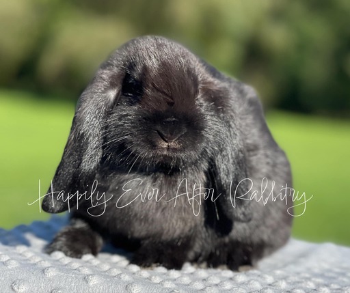 Mini Lop Bunnys - Your Perfect Companion Awaits