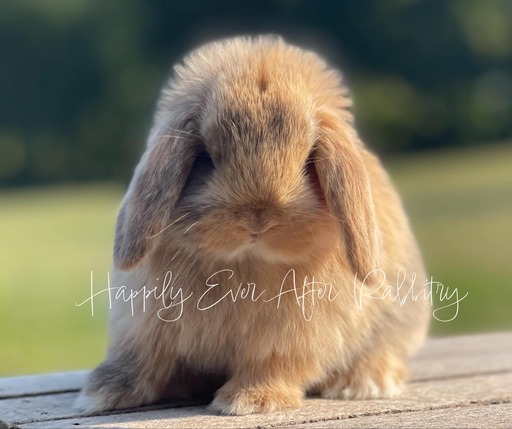 Local Mini Lop Bunnies for Sale Near You in PA, NJ, and NY