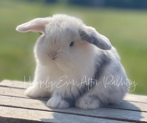 Adopt a bundle of joy - Discover our irresistible bunny for sale!