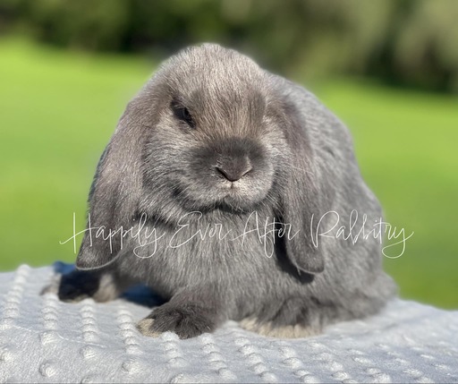 Mini Lops for sale in New York