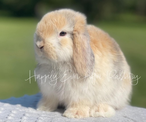 Blue-Eyed Holland Lops bunnies for sale