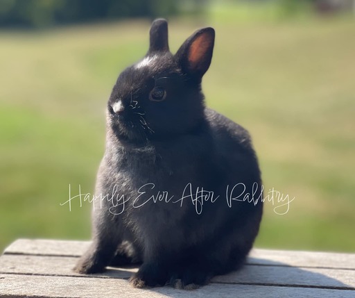 Cute Netherland Dwarf rabbit available for sale, known for its tiny size and playful nature. Perfect pet for families and rabbit enthusiasts.