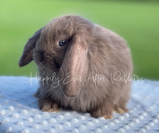 Adopt a Playful Mini Lop Bunny Today