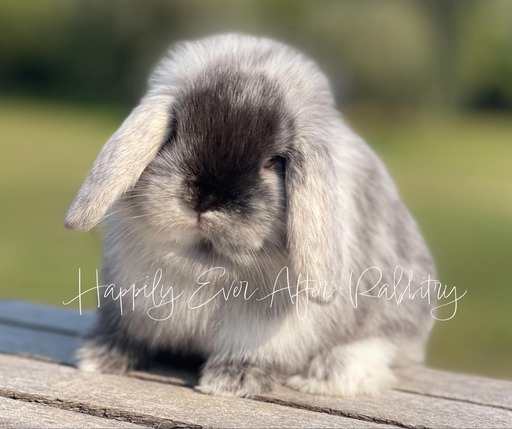 Adorable Mini Lop Bunny Available for Adoption