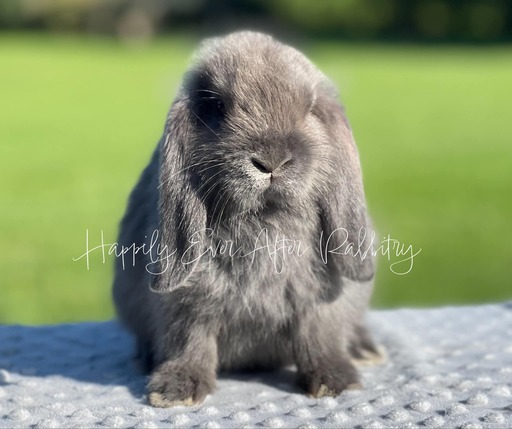 Find Your Perfect Bunny - Mini Lop for Adoption