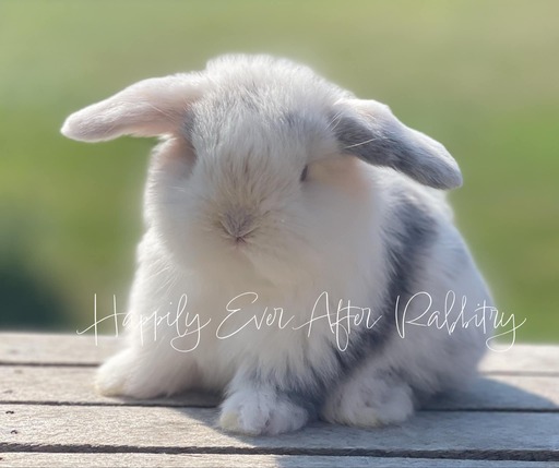 Adopt a bundle of joy - Discover our irresistible bunny for sale!