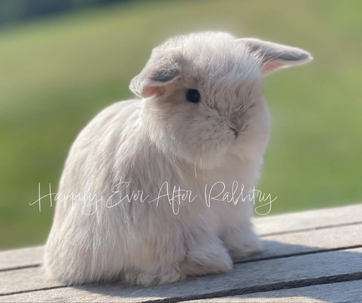 Explore nearby happiness - Find your adorable rabbits for sale today!