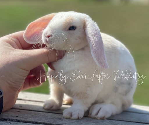 Nearby fluff alert! Rabbits for sale near me - Find your new adorable companions!