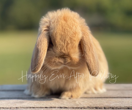 Mini Lop Bunnies Looking for Loving Homes